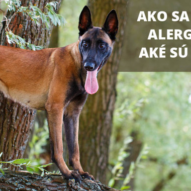 Alergie u psov