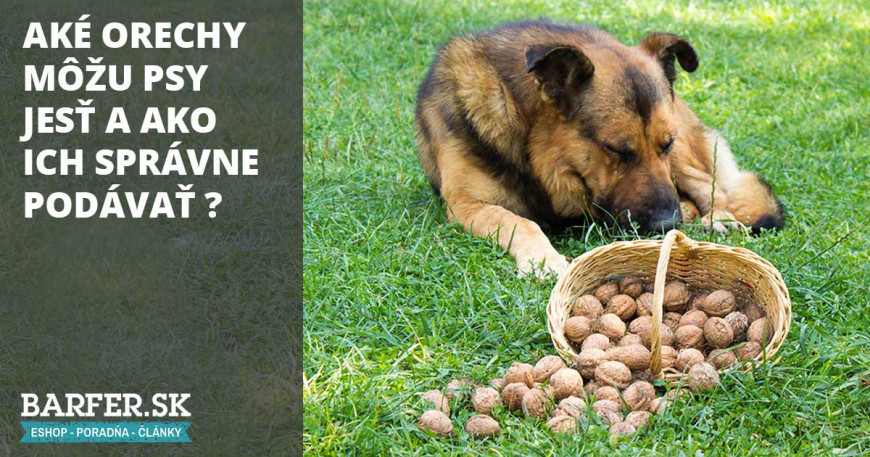 Aké orechy môžu psy jesť a ako ich správne podávať