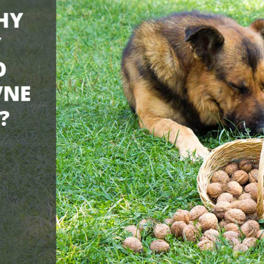 Aké orechy môžu psy jesť a ako ich správne podávať