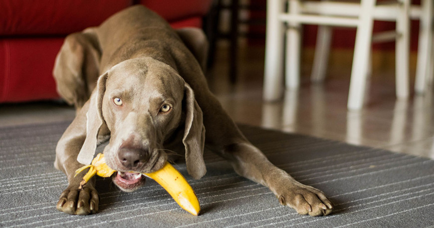 Banán pre psa: Sladká pochúťka aj liek