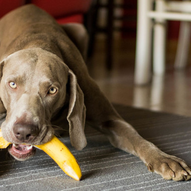 Banán pre psa: Sladká pochúťka aj liek