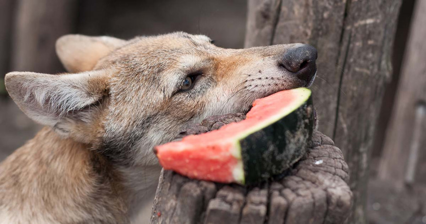 Môže pes jesť červený melón?