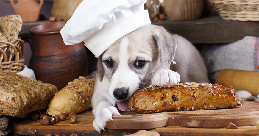 Je kŕmenie psa chlebom bezpečné?