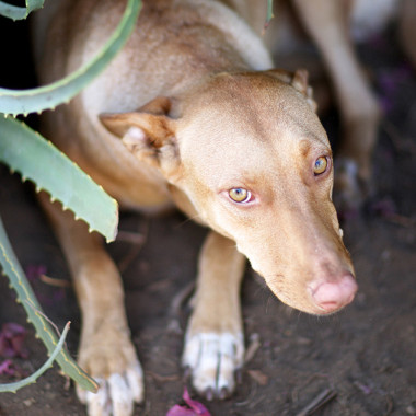 Aloe vera: Liek pre psa, nielen pre ľudí
