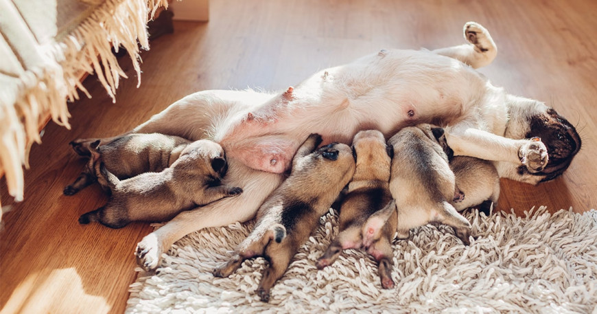 Pre chovateľov: Ako kŕmiť novorodené šteniatka