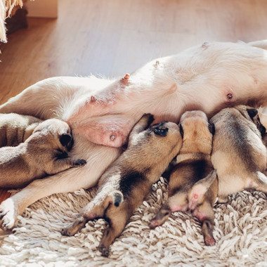 Pre chovateľov: Ako kŕmiť novorodené šteniatka