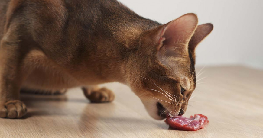 BARF pre mačky: Kŕmenie mačiek surovou stravou