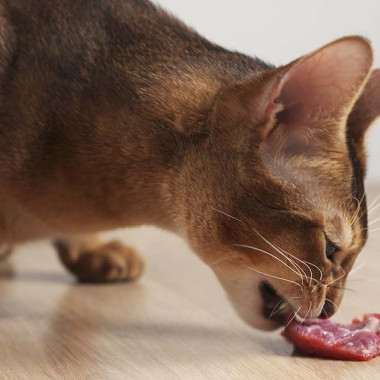 BARF pre mačky: Kŕmenie mačiek surovou stravou