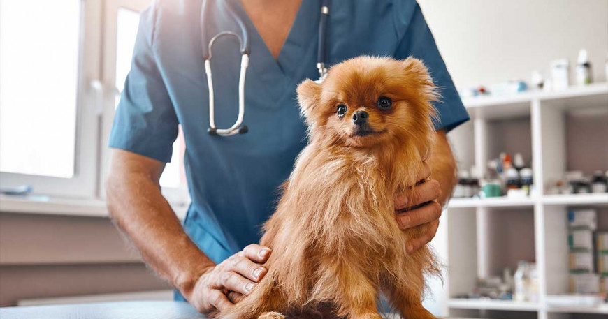 Dôležitosť pravidelných veterinárnych prehliadok u psa